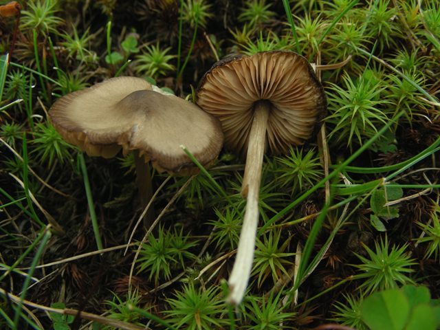 Escursione in Panarotta...con Russula